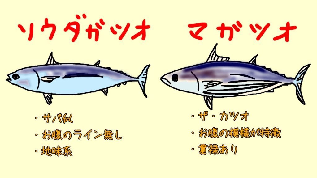 マガツオとソウダガツオ